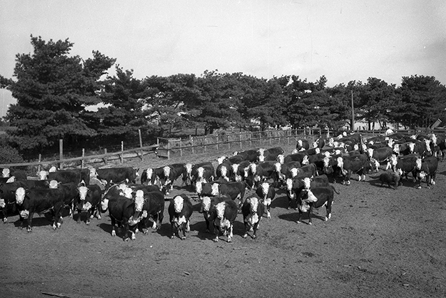 The Last Cattle Drive in Arlington